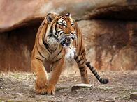 Tierisch abgefahren – Sa, 07.06., 22:30 Uhr