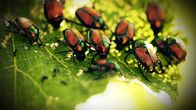 Einstein – Einstein Tigermücken und Japankäfer: Der Kampf gegen invasive Insekten Japankäfer