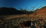 Hawaii - Inside Paradise – Western-Landschaft im Inselinneren von Maui