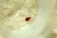 Tierische Eroberer – Sa, 07.03., 04:35 Uhr