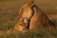 Die Zaubertricks der Tiere – Serengeti-Nationalpark Tansania. Vumbi ist ein Steppenrudel und Teil des Serengeti-Löwenprojekts. Das Vumbi-Rudel besteht aus 5 erwachsenen Weibchen und mittlerweile 8 Jungtieren, die im April 2011 geboren wurden. Obwohl das Lecken offensichtlich der Körperpflege dient, hilft es, die sozialen Bindungen innerhalb der Gruppe zu stärken.