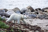 Sieben Kontinente - Ein Planet – Eisbär in der Hudson Bay, Kanada, auf dem Weg zur Jagd.