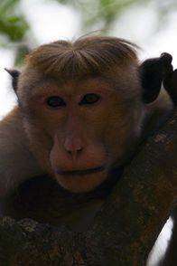 Wilde Inseln – Ceylon-Hutaffen verdanken ihren Namen dem auffälligen Haarschopf.
