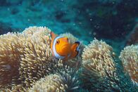 Big Pacific – Ein Clownfisch auf einer Anemone im Japanischen Meer vor Okinawa