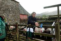 Zu Tisch ... – Andrew Harrison impft seine Schafe gegen Magenwürmer. Seit Jahrhunderten prägt die Schafzucht das Landschaftsbild im Lake District.
