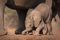Afrikas kleine Riesen – Baby-Elefant stützt sich mit seinem Rüssel ab