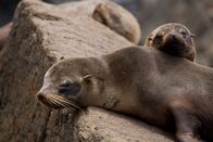 Amerika - Wildes Land – Während der Geburtenzeit leben an der Küste von Punta San Juan, Peru, Tausende von Seelöwen. Die Jungtiere, die allein gelassen werden, während ihre Mütter jagen, müssen lernen, die aggressiven älteren Männchen zu meiden, die sie oft gewaltsam angreifen.