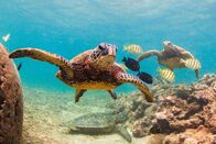 Tierduell – Turtle swiming