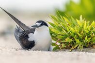 Wilde Trauminseln – Auf den Seychellen brüten Rußseeschwalben zu Tausenden auf der kleinen Insel Bird Island.