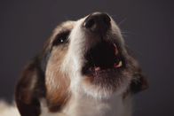 Der Hund - Des Menschen bester Freund – A dog