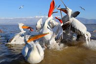 Kielings wilde Welt – Der flache und fischreiche Kerkinisee bietet den Krauskopfpelikanen ideale Bedingungen. Rund 200 Paare kommen jedes Jahr hierher, um zu balzen und um ihre Jungen großzuziehen.