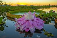 Unser grüner Planet – Die Blüte der Riesenseerose färbt sich nach der Bestäubung rosa.