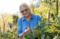 Garten & lecker – Die heutige Gartenreise führt in den mediterranen Garten von Petra Wichert und ihrer Familie im baden-württembergischen Sipplingen mit Blick auf den Bodensee.