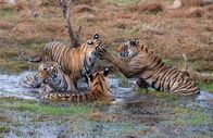 Kampf der Tiger – Sawai Madhopur, Rajasthan, India - Mother Krishna is seen relaxing in a water hole with her three cubs from the second litter. While mother Krishna and Bhola are sitting contentedly, Teera is seen swiping at Bijli in a friendly play fight.