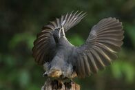 Australien – Der junge Victoria Paradiesvogel übt den Balztanz, es dauert fünf Jahre, bis das Männchen ihn gelernt hat. Außerdem trägt der „Halbstarke“ noch nicht das glänzend schwarze Gefieder der alten Männchen.