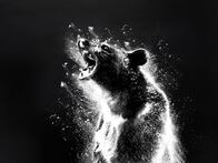 Cocaine Bear – Sa, 24.05., 15:35 Uhr