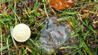 Mystery 360 – Unbekannte Substanz auf dem Gras