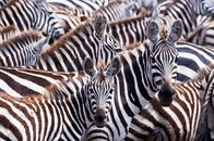 Die Farben der Tierwelt – Wenn Zebras sich bewegen, erzeugen ihre Streifen eine optische Unruhe, die Raubtiere verwirrt.