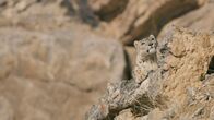 Feindselige Erde – Der Schneeleopard, auch Unze genannt, ist eine in den Gebirgen beheimatete Raubkatze der Gattung Panthera.