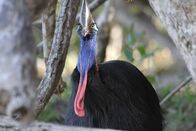 Australien – Der Helmkasuar lebt als Einzelgänger. Nur die Männchen kümmern sich als „alleinerziehende Väter“ um die Brut und Aufzucht der Küken.