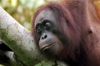 Paradiese aus Menschenhand – Praktisch jede größere Tierart auf Borneo ist bedroht. Im Bundesstaat Sabah ist der Bestand an Orang-Utans in den vergangenen Jahrzehnten dramatisch gesunken.