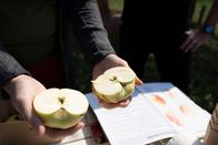 TM Wissen – Detailaufnahme von zwei Apfelhälften bei der pomologischen Untersuchung eines Apfels der Sorte "Waldviertler Böhmer"