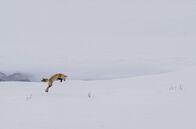 Yellowstone - Park der Extreme – Nach den ersten Winterstürmen bedeckt eine dichte Schneedecke den Nationalpark.