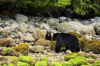 Sieben Kontinente - Ein Planet – Ein Schwarzbärenjunges sucht Schutz bei seiner Mutter an der Küste von British Columbia, Kanada.