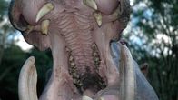 Tierische Eroberer – Fr, 26.04., 00:40 Uhr