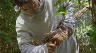 Die Bienenflüsterer – Die trockenen Äste werden angezündet, um die Bienen zu vertreiben.