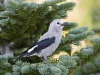 Tierische Freaks – Dieser kleine Vogel ist ein Clarks Nussknacker. Im Herbst widmet er sein ganzes Leben dem Verstecken seiner Wintervorräte in Tausenden von Verstecken mit jeweils nur wenigen Samen. Der Nussknacker kann 100 Kiefernsamen in einem Beutel im hinteren Teil seines Halses aufbewahren und sie dann mit seinem langen Schnabel in den Boden bohren. 100.000 Samen, die in geheimen Verstecken von 3-5 über ein Gebiet von 15 Meilen verteilt sind. Man müsste schon ein Genie sein, um sich zu merken, wo er sie alle versteckt hat. Es stellt sich jedoch heraus, dass Clarks Nussknacker ein ganz besonderes räumliches Gedächtnis hat. Er macht einen mentalen Schnappschuss von jedem Ort, an dem er seine Wintervorräte gelagert hat, und nutzt jeden Baum, jeden Überhang und jeden spitzen Felsen als Orientierungspunkte, um die Position jedes Verstecks mit einer erstaunlichen Genauigkeit von 90 % zu triangulieren.