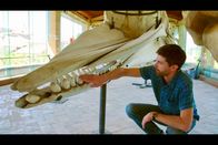Mythos Wal – Paläontologe Olivier Lambert am Skelett eines modernen Pottwals im Naturkundemuseums in Pisa. Er erforscht mit einem Team die Evolution der Meeressäuger.