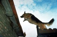 Kommissar Rex – Rex springt auf das Dach, um das Autorennen zu verfolgen.