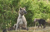 Clans der Raubtiere – The matriarch of North Clan, Waffles, with her two small cubs. (Wild Earth TV/James Hendry)