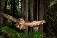 Die Zaubertricks der Tiere – A tagged northern spotted owl in a redwood forest. (MICHAEL NICHOLS/National Geographic Creative)