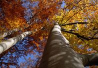 Mythos Wald – Die Bäume bereiten sich auf die Ruheperiode im Winter vor. Nährstoffe aus den Blättern werden abgezogen. Zurück bleibt ein Meer aus Farben.