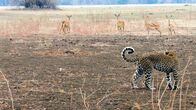 Afrikas Jäger – Afrika - Ein Leopard auf der Lauer, Antilopen im Hintergrund.