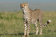 Universum: Rift Valley - Der große Graben – Gepard, Massai Mara.