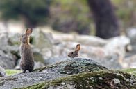 Tierisch schlau! – Kaninchen sind gewohnheitsmäßig Herdentiere. Die Anwesenheit von Artgenossen beruhigt das Tier und schützt es gleichzeitig.