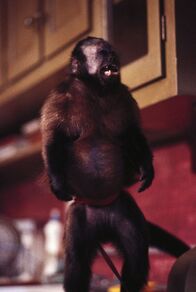 Der Affe im Menschen – Ein im Labor gezüchtetes, überaus intelligentes und trainiertes Äffchen namens Ella soll dem querschnittgelähmten Allan den Alltag erleichtern.
