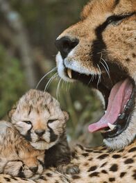 Tierkinder der Wildnis – Gepardenmutter mit ihren Jungen.
