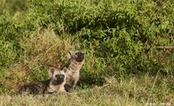 Clans der Raubtiere – Two younger members of North Clan enjoy a period of peace and quiet at the communal den while the adults are away hunting. (Wild Earth TV/James Hendry)