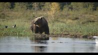 Wildes Skandinavien – Bär am Ufer des Flusses stehend.