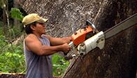 Mythos Amazonas – Nur ein bis zwei Prozent der gefällten Bäume im Amazonas Regenwald werden tatsächlich weiterverarbeitet.
