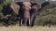 Kampf der Alpha-Tiere – Alles in der afrikanischen Savanne ist groß: Riesige Flächen, der atemberaubend weite Himmel, große Herden und riesige Tiere.