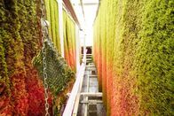 P.M. Wissen – Die Moosfarm: auf rund 1000 vertikalen Quadratmetern wird das Moos für die Citytrees angebaut. Die Stängel der Moospflanze sind sehr nah beieinander und mit sehr viel Blättern besetzt. Jedes dieser Blättchen hat eine komplexe Struktur, wodurch eine extrem große Gesamtoberfläche entsteht.