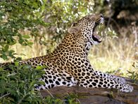 Raubkatzen - Geschickte Jäger – Als nachtaktives Raubtier pirscht sich der Leopard oft an seine Beute in den hohen Gräsern Afrikas an. Er kann auch von Bäumen aus jagen und sich von oben auf seine ahnungslose Beute stürzen.