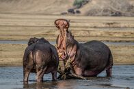 Die Riesen an Afrikas Flüssen – Zwei männliche Nilpferde kämpfen im Wasser. (