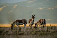 Chinas wilde Königreiche – Qinghai, China - Drei geschossene Kiang, zwei grasend und einer in die Ferne blickend. Abendsonne und Berge im Hintergrund.