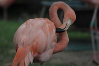 Zoogeflüster – Flamingos at the zoo.